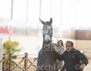 Berlin dei Folletti TosTour2013- S5 3027 : Arezzo, Arezzo Equestrian Centre, Berlin dei Folletti, Cavalli d'Italia, Toscana Tour 2013, foto di Stefano Secchi ©